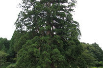 杉沢の大杉の写真