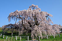 滝桜の写真